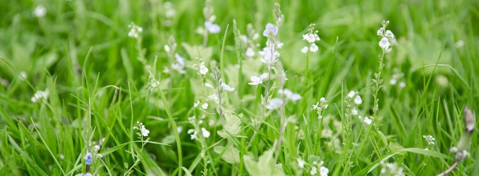 Green grass texture as background. Perspective view and selective focus Stock Photos