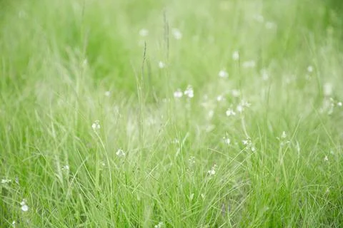 Green grass texture as background. Perspective view and selective focus Stock Photos