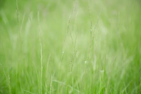 Green grass texture as background. Perspective view and selective focus Stock Photos
