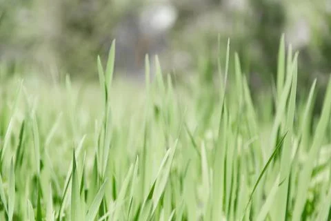 Green grass texture as background. Perspective view and selective focus Stock Photos