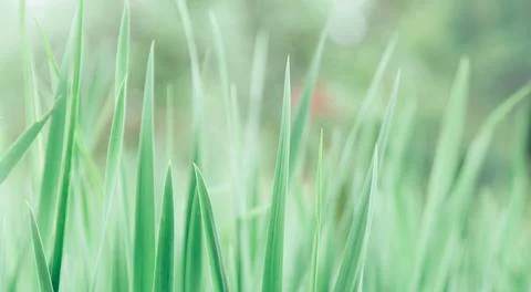 Green grass texture as background. Perspective view and selective focus Stock Photos