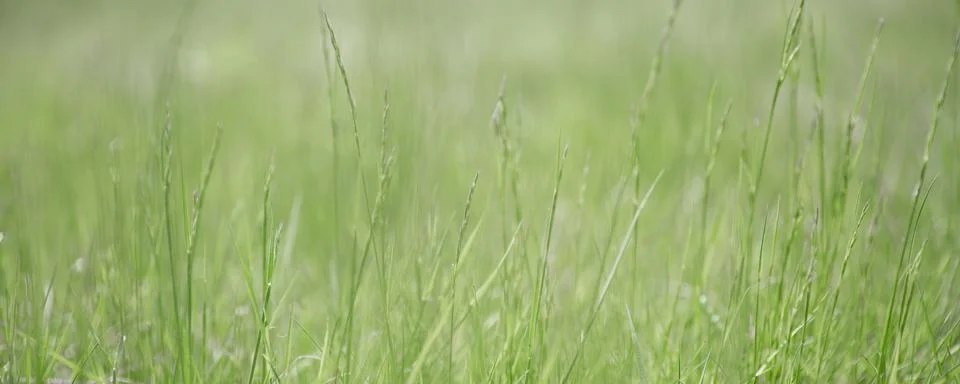 Green grass texture as background. Perspective view and selective focus Stock Photos