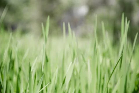 Green grass texture as background. Perspective view and selective focus Stock Photos