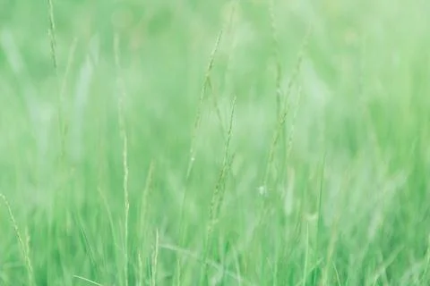 Green grass texture as background. Perspective view and selective focus Stock Photos
