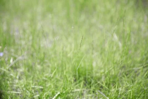 Green grass texture as background. Perspective view and selective focus Stock Photos