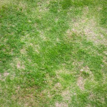 Green grass texture for background Stock Photos