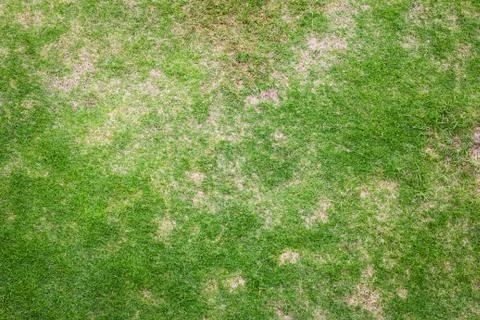 Green grass texture for background Stock Photos