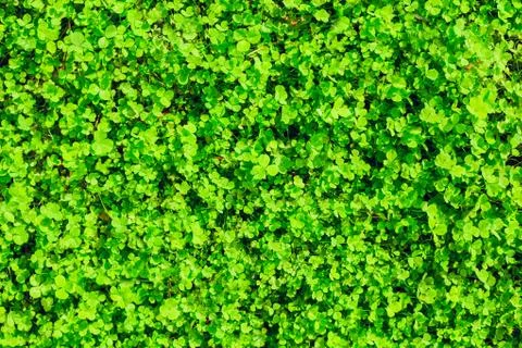 Green grass texture background Stock Photos