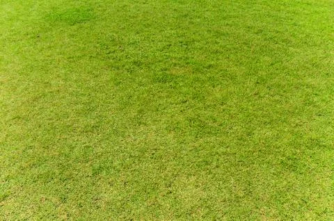 Green grass texture background Stock Photos