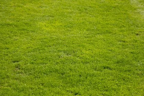 Green grass texture for background Stock Photos