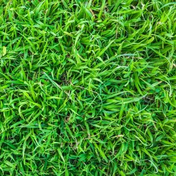 Green grass texture Background Stock Photos