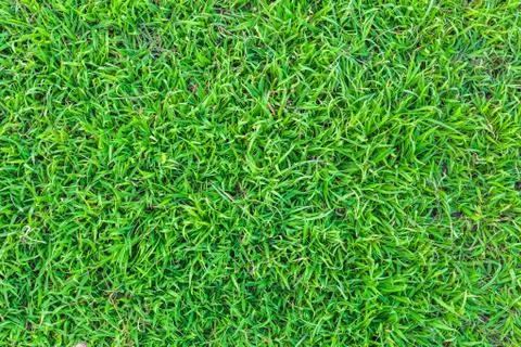Green grass texture Background Stock Photos