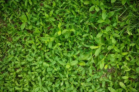 Green grass texture background Foto stock