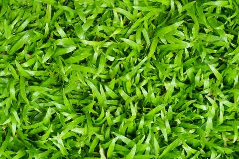 Green grass texture background Stock Photos