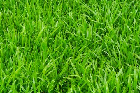 Green grass texture background Stock Photos