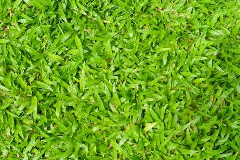 Green grass texture background 库存照片