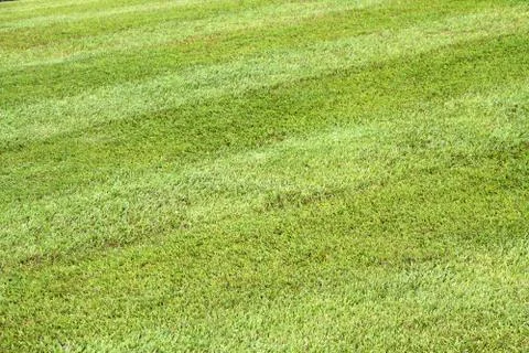 Green grass texture background Stock Photos