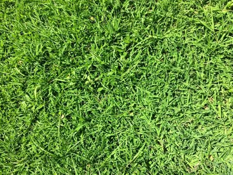 Green grass texture background Stock Photos