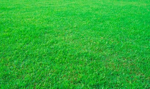 Green grass texture background Stock-Fotos