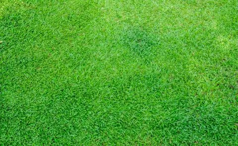 Green grass texture background 스톡 사진