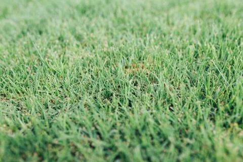 Green grass texture background Stock Photos