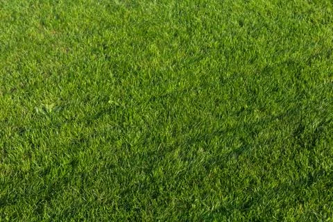 Green grass texture for background. Stock Photos
