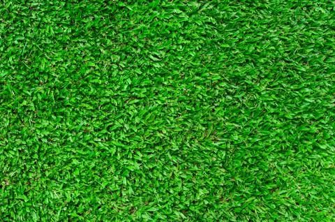 Green grass texture background Stock Photos
