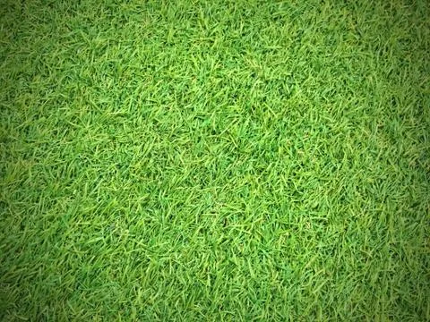 Green grass texture background Stock Photos
