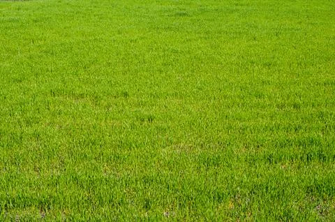 Green grass texture background Stock Photos