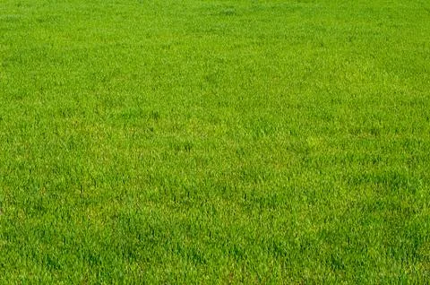 Green grass texture background Stock Photos