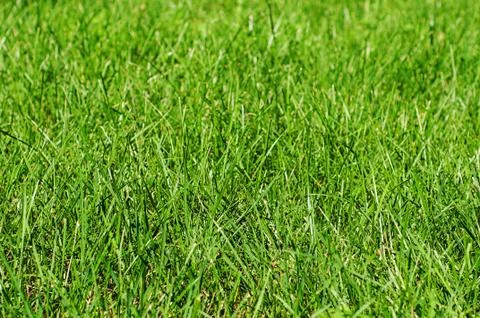 Green grass texture background. Foto stock