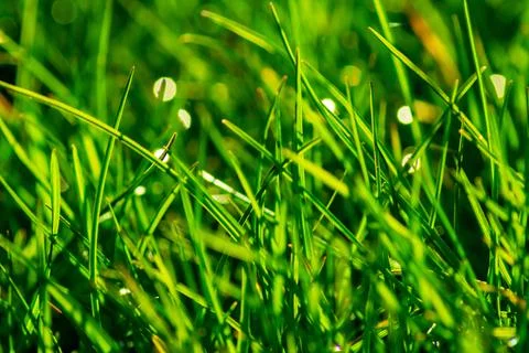 Green grass texture background Stock Photos