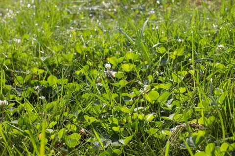 Green grass texture. as background. Stock Photos