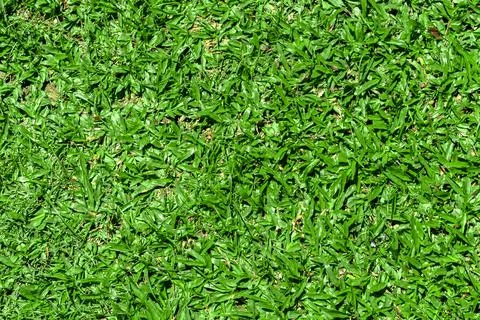 Green grass texture for background. Stock Photos