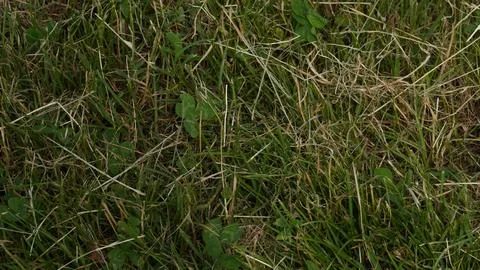 Green grass texture background 写真素材