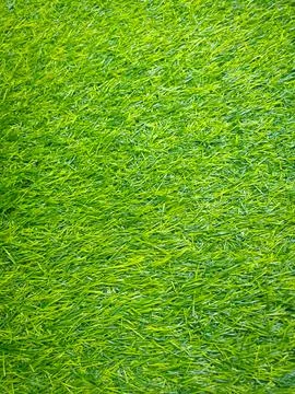 Green grass texture background. Stock Photos