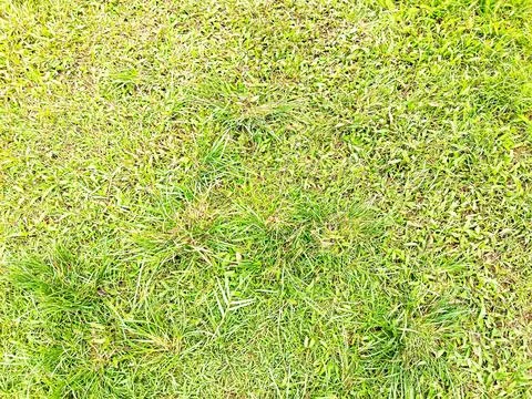 Green Grass Texture Background Stock Photos