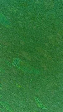 Green Grass Texture Background 写真素材