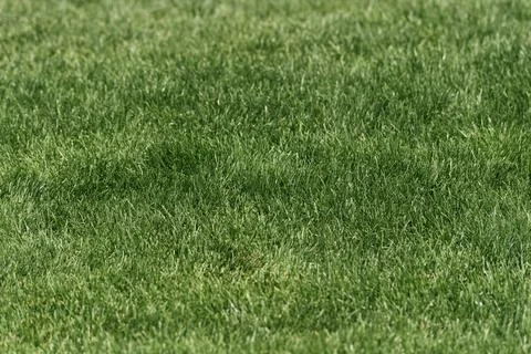 Green grass texture background. Fotos de archivo