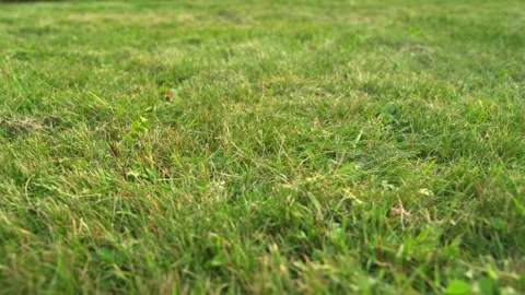 Green grass, texture background, slow panoramic motion Stock Footage 279894764