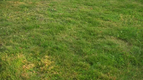 Green grass, texture background, slow panoramic motion 库存影片 279894810