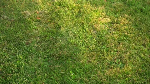 Green grass, texture background, slow panoramic motion 库存影片 279894816