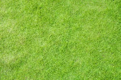 Green grass texture background for spring or summer and World Earth Day conce Stock Photos