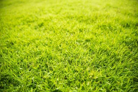 Green grass texture background for spring or summer and World Earth Day conce Stock Photos