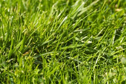 Green Grass Texture Background in Sunlight Stock Photos