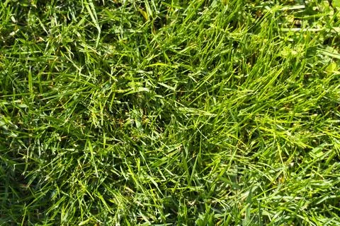 Green Grass Texture Background in Sunlight Stock Photos