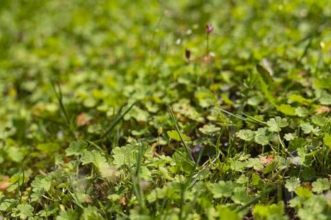 Green Grass Texture Background in Sunlight Stock Photos