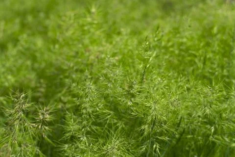 Green Grass Texture Background in Sunlight Stock Photos