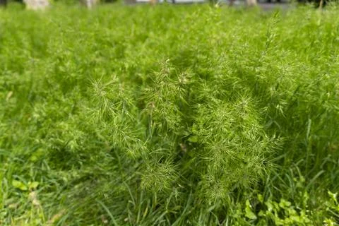 Green Grass Texture Background in Sunlight Stock Photos