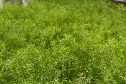 Green Grass Texture Background in Sunlight Stock Photos